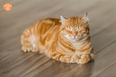 The Ultimate Beginner’s Guide to Caring for Your First Cat
