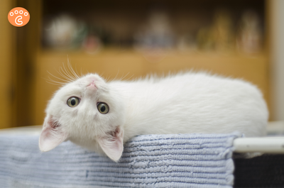 15 Purr-fectly Fascinating Cat Facts You Didn’t Know