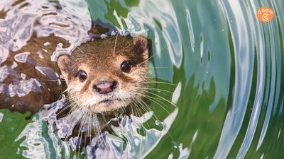 Rising Tides: How Climate Change is Threatening our Oceans & Otters