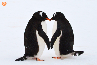 How Penguins Find Their Soulmate in a 10,000-Bird Crowd