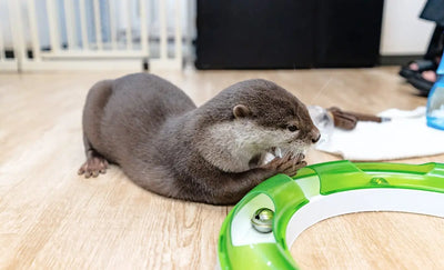 A small otter trapped inside a Japanese Otter Cafe